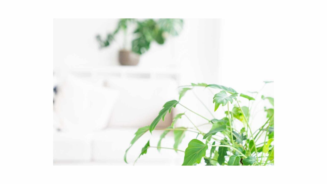 >シンプルでゆたかな暮らし「工房蘭華　Ranhana」